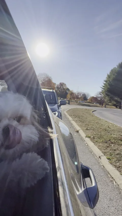 A small dog is sitting in a car window, looking out at the world Stock Footage 297636012