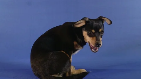 Small dog sitting  eating Stock Footage 119715772