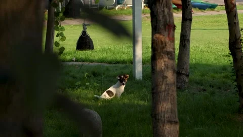 Small Dog Sitting on Green Grass Framed by Trees Stock Footage 340885859