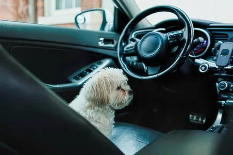 Small dog sitting inside car on the driver's side Stock Photos