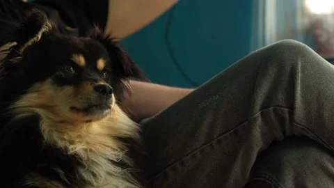 A small dog is sitting next to a man Stock Footage 165013252