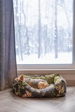 Small Dog Sleeping In Pet Bed By Snowy Winter Window Stock Photos
