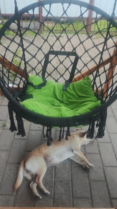 Small Dog Sleeping Under Black Macrame Hanging Swing Chair on Backyard Patio Stock Footage 340531093