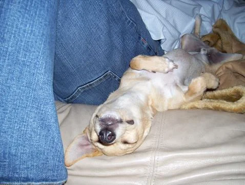 Small dog sleeping upside Stock Photos