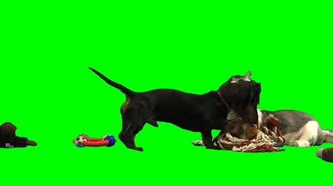 Small dog sleeping on white Stock Footage 49861741