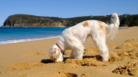 Small dog smelling and digging on a large clean beach Stock Footage 93723348