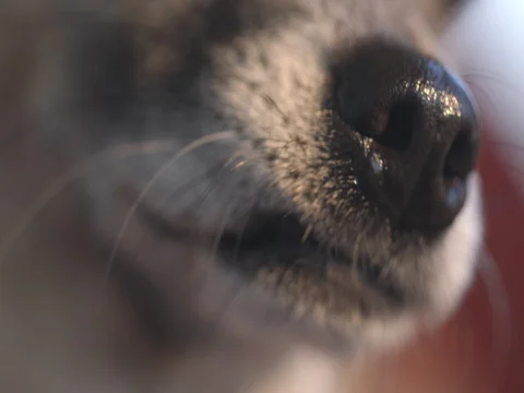 Small dog smelling Stock Footage 80248119