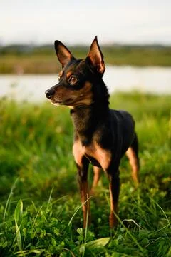 Small dog smooth-haired Russian toy terrier walks in meadow at sunset. Portrait Stock Photos