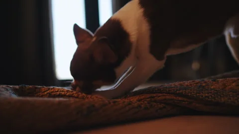 Small Dog Sniffing and Burrowing in Cozy Blanket Video stock 335601053