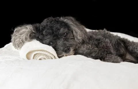 Small Dog at Spa Stock Photos
