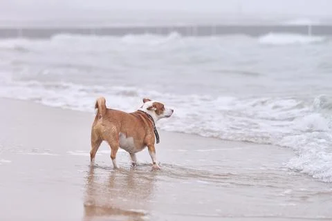 Small dog standing beside rolling waves on quiet beach 스톡 사진