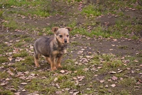 Small Dog Standing on Grass with Dried Leaves. Stock Photos