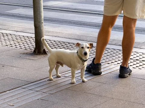 Small dog standing next to man on city pavement. Human-animal bond, urban com Stock Photos