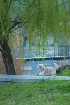 Small dog standing on path under willow tree Stock Photos