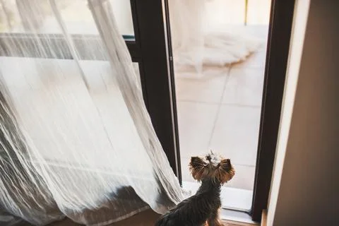 A small dog is standing by the window Stock Photos