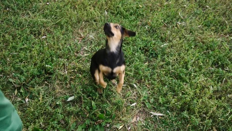 Small dog stands on its hind legs. Cute dog executes a command. 動画素材 116028215