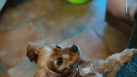 A small dog stands on its hind legs while trying to engage with a person sitting Stock Footage 338446836