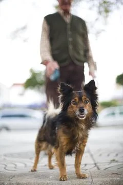 Small Dog Stands Proudly While Its Owner Walks in a Sunny Park Stock Photos
