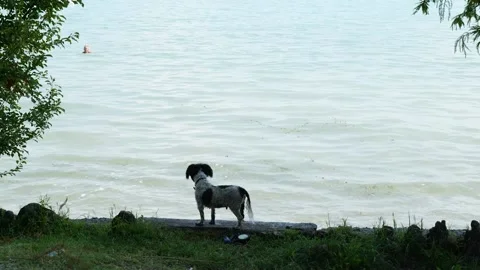 A small dog stares at the water Stock Footage 239094536