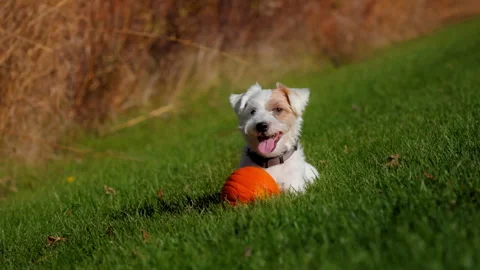 Small dog steady lying with pumpkin in front of him on bright green gr Stock Footage 306445568
