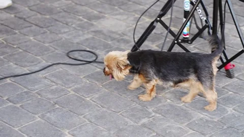 Small dog strolls along stone path in sunny weather Stock Footage 328222907