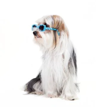 Small dog with sunglasses 写真素材