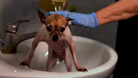 Small dog taking a bath Stock Footage 140812950