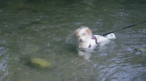 Small dog taking a bath playing in water Stock Footage 46413128