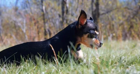 Small dog of the Toy Terrier breed lies on the green grass Stock Footage 195847053