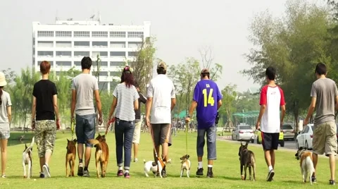 Small dog training in the park Stock Footage 47263408