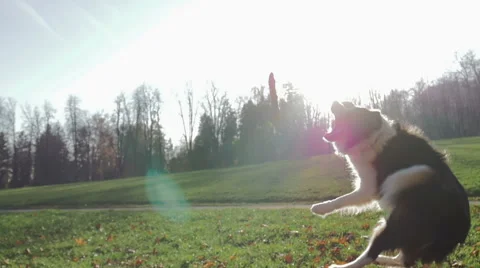 A small dog trying to catch its stick in slow motion Stock Footage 57186655