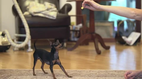 Small dog trying to grab a piece of food Stock Footage 68561335