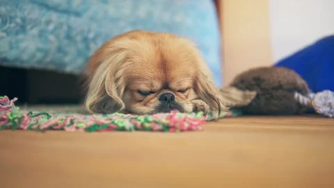 Small dog trying to sleep Stock Footage 256953839