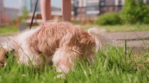 Small Dog With Wagging Tail Sniffs Lush Grass Near Pavement, Tiny Dog With Stock Footage 324520069