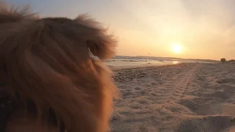 Small dog walking along the beach during sunset Stock Footage 250136267