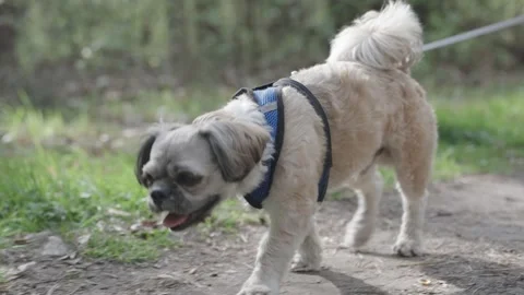 Small dog walking along forest path on leash during sunny day Stock Footage 309052025