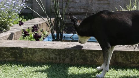 Small dog walking and sniffing artificial grass Vídeo Stock 155060841