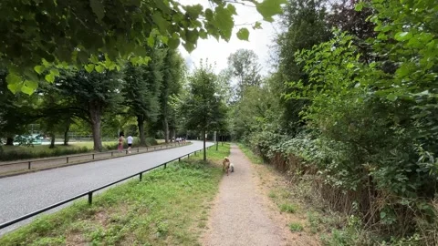 Small dog walking away along narrow park dirt path beside paved road Stock Footage 345008551