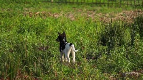 Small Dog Walking Away Through Green Field Stock Footage 327919232