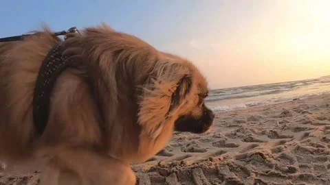 Small dog walking on beach Stock Footage 250136270