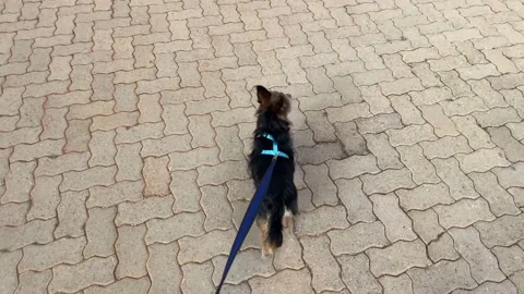 Small dog walking on a leash Stock Footage 169391279