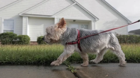 Small dog walking on leash slow motion from side Stock Footage 128656523