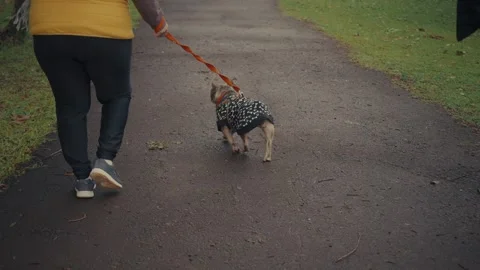 Small dog walks on dirt path with orange leash Stock Footage 337862272