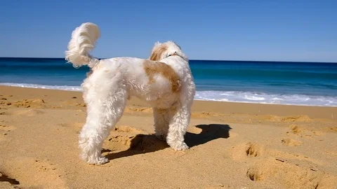 Small dog watching waves in slow motion Stock Footage 93723993