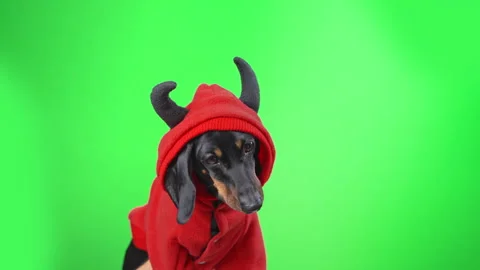 Small dog wearing devil costume with green screen background Video stock 311785624