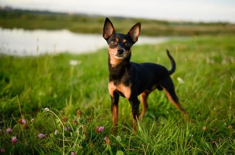 Small dog while walking in meadow. Smooth-haired Russian Toy Terrier dog during Stock Photos