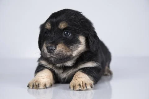 A small dog on a white background Stock Photos