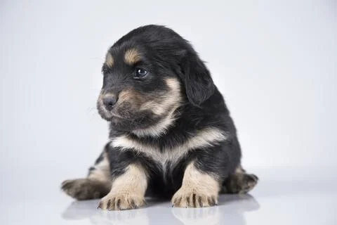 A small dog on a white background Foto stock