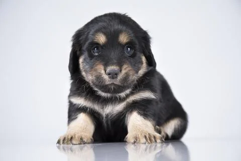 A small dog on a white background Stock Photos