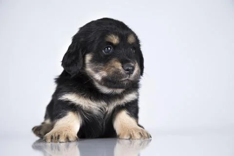 A small dog on a white background Stock Photos
